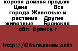 корова дойная продаю › Цена ­ 100 000 - Все города Животные и растения » Другие животные   . Брянская обл.,Брянск г.